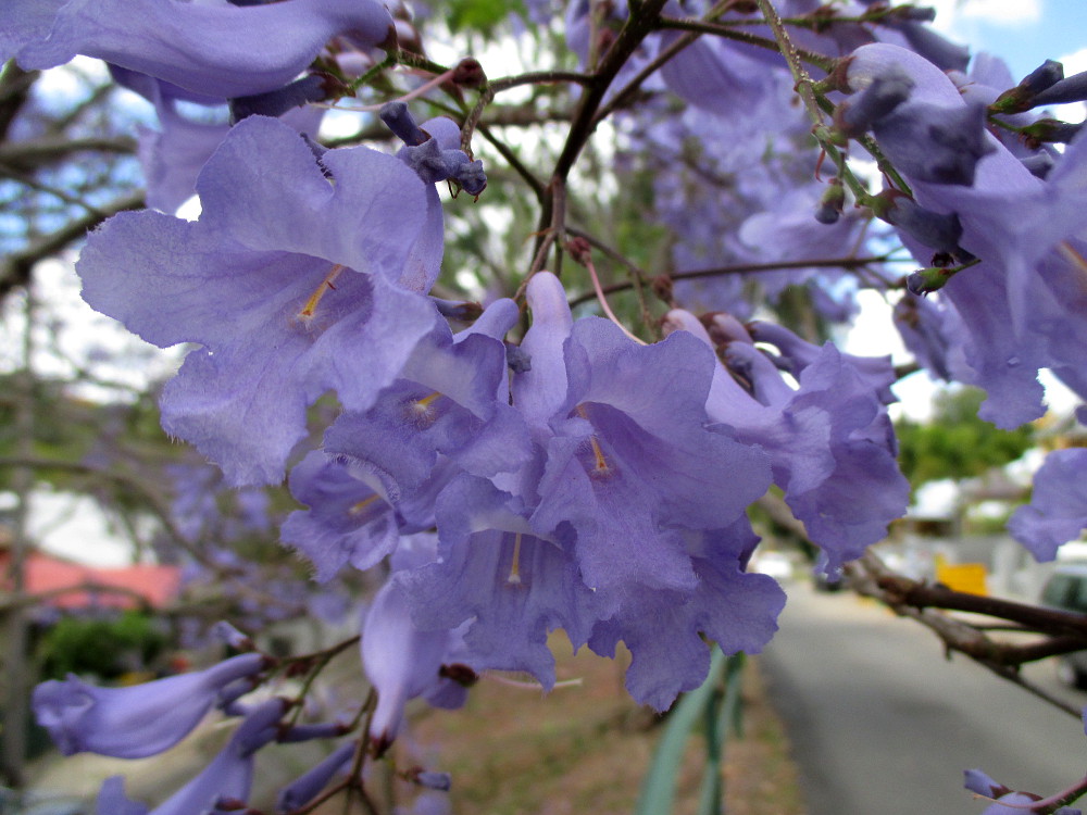 Image of Jacaranda mimosifolia specimen.