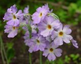Primula variety amoena