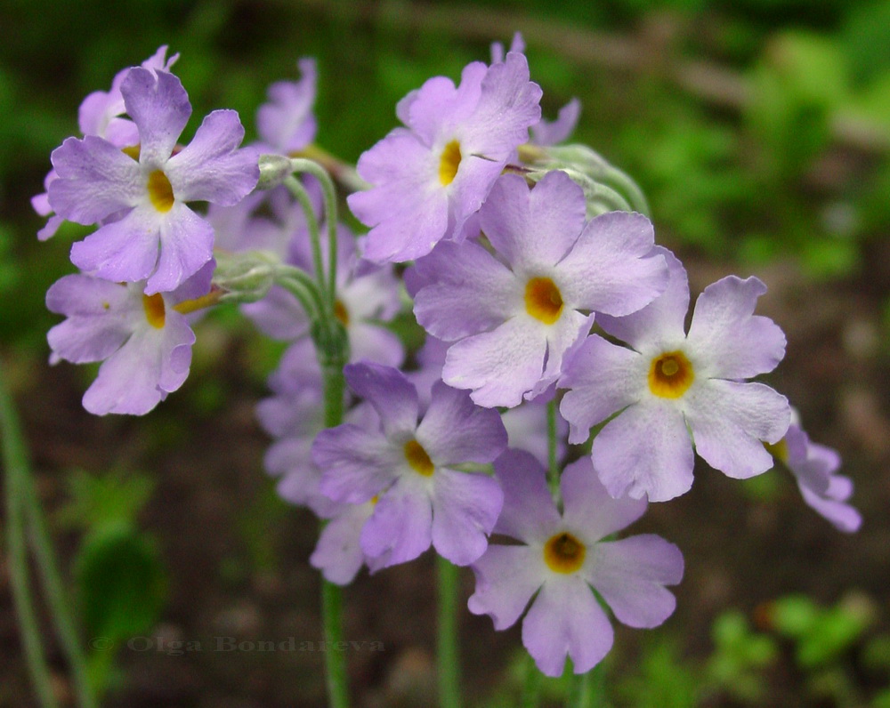 Image of Primula gemmifera var. amoena specimen.