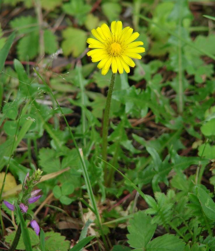 Изображение особи род Taraxacum.