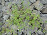 Geranium sibiricum