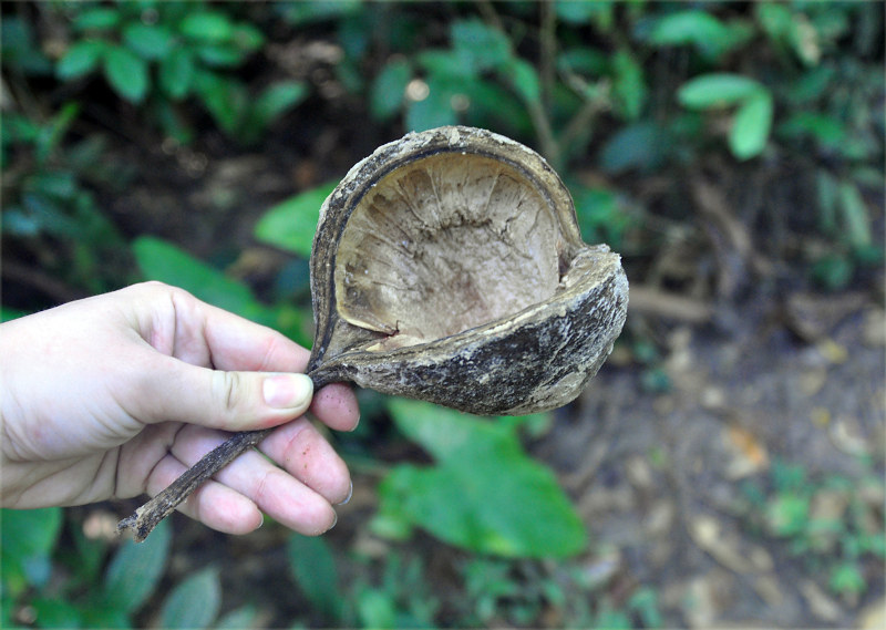 Image of Pterygota alata specimen.