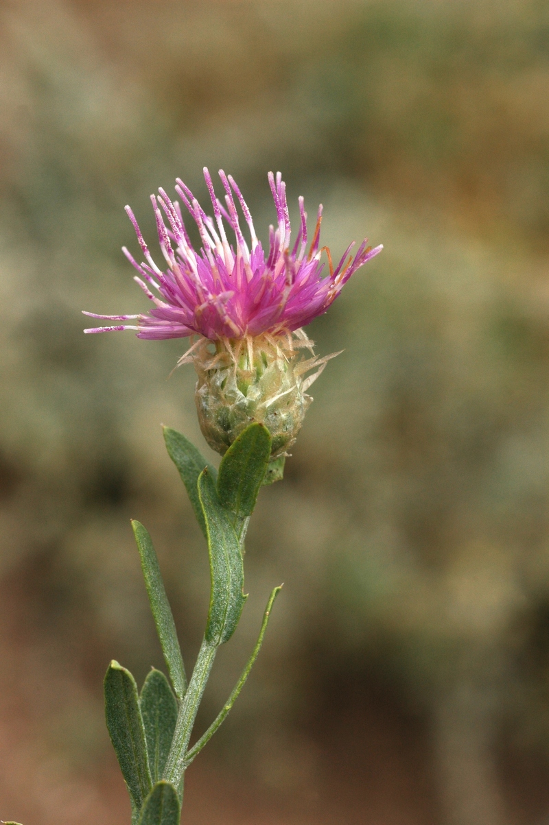 Image of Acroptilon repens specimen.