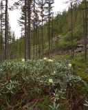 Rhododendron aureum. Цветущее растение. Бурятия, Байкальский заповедник, средняя часть северного склона хр. Хамар-Дабан, борт долины р. Осиновка, курумник среди темнохвойной тайги. 17.06.2014.