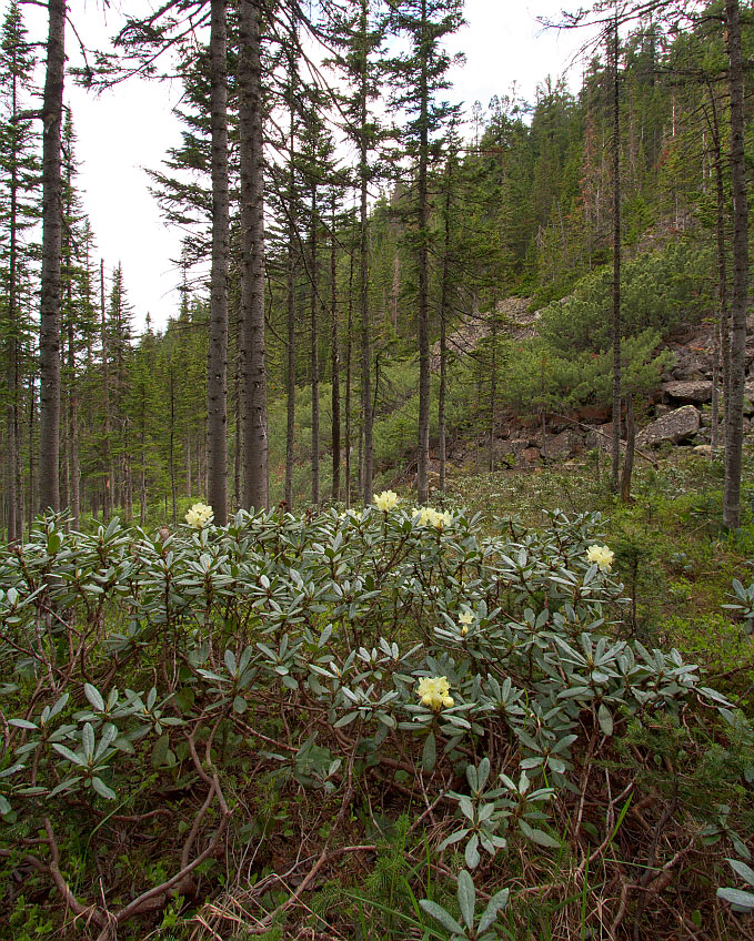 Изображение особи Rhododendron aureum.