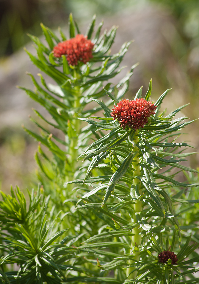 Image of Rhodiola linearifolia specimen.