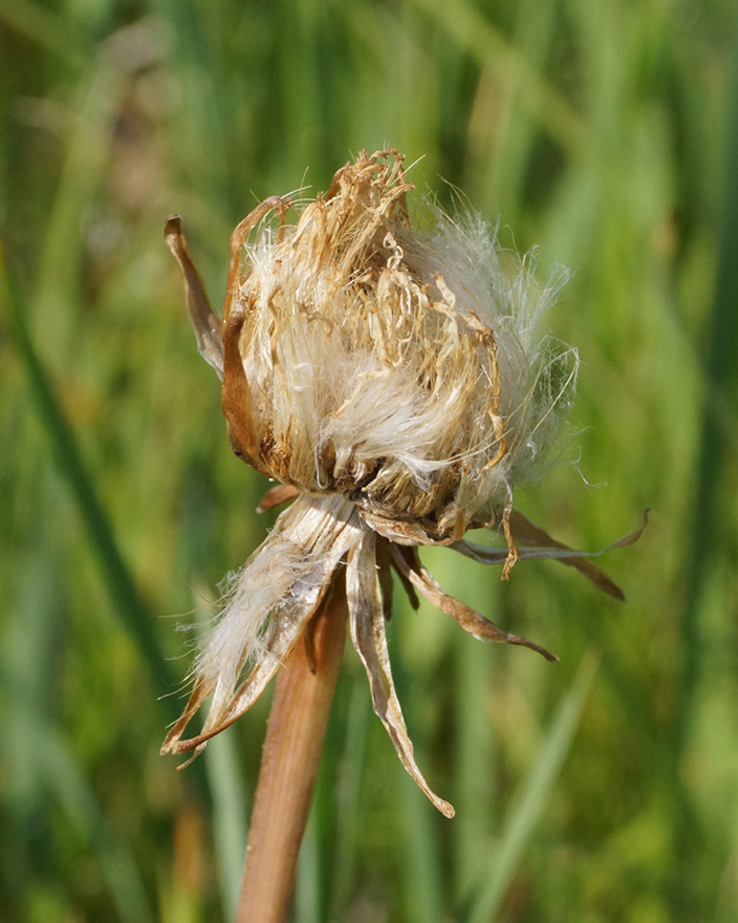 Image of Scorzonera parviflora specimen.