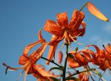 Image of taxon representative. Author is Тамара Риб
