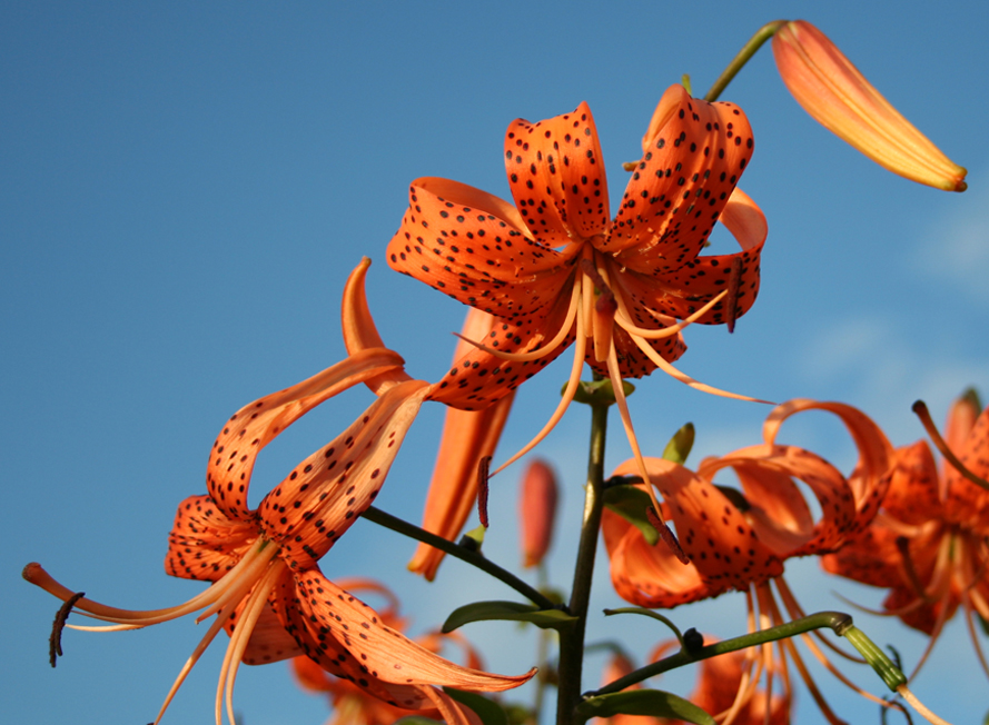 Image of Lilium lancifolium specimen.
