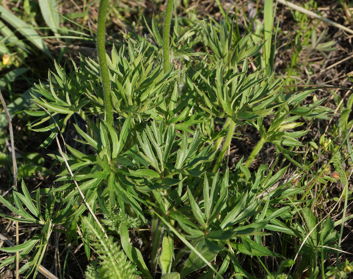 Image of Pulsatilla multifida specimen.