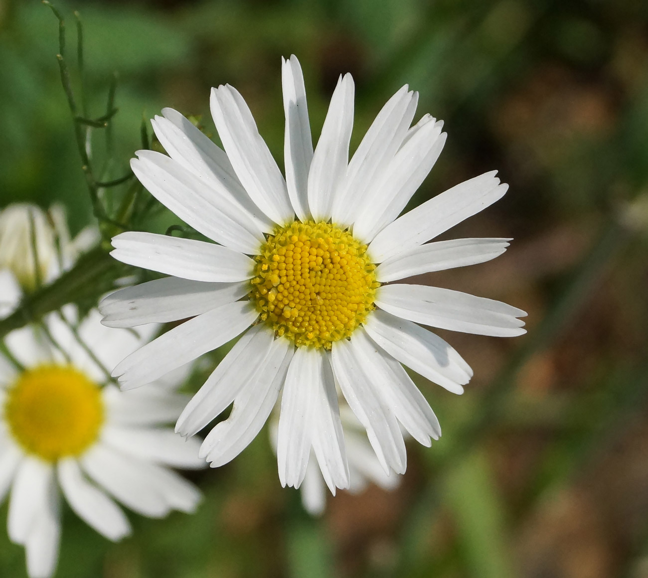 Изображение особи Tripleurospermum inodorum.