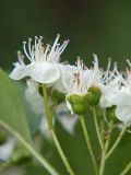 Crataegus sanguinea