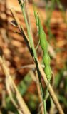 Raphanus raphanistrum