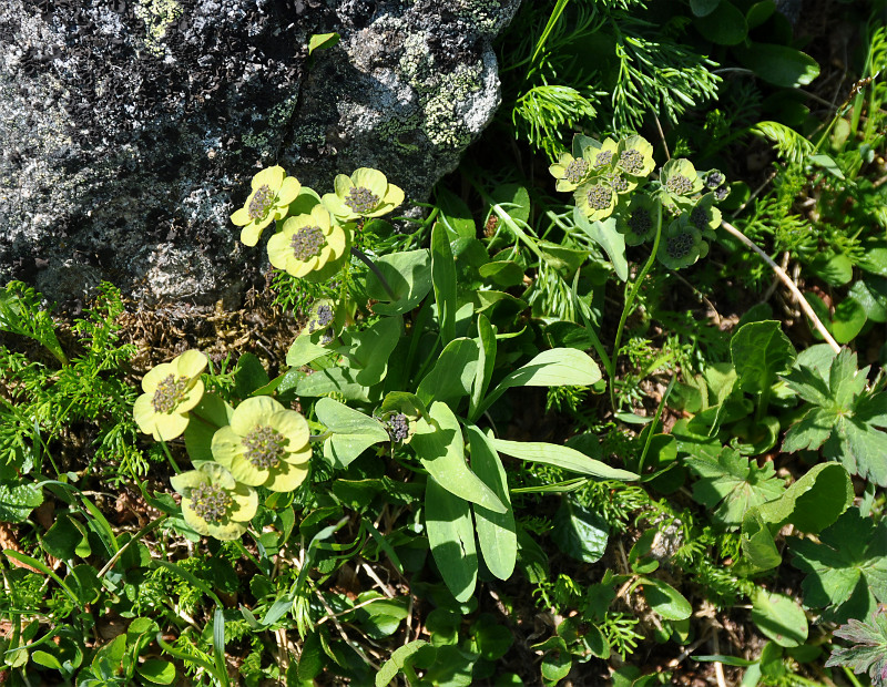 Изображение особи Bupleurum triradiatum.