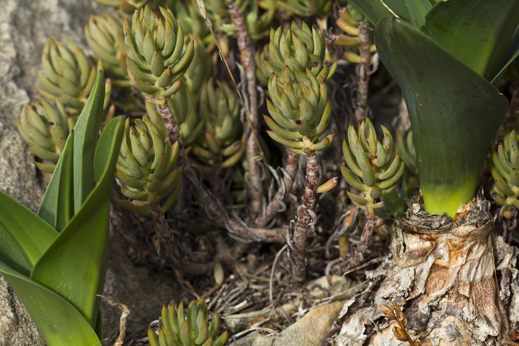 Image of Sedum sediforme specimen.