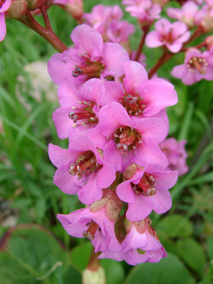 Image of Bergenia crassifolia specimen.