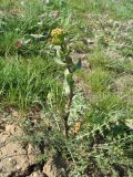Lepidium perfoliatum. Цветущее растение. Казахстан, г. Тараз, долина р. Карасу, лёссовые отложения на склоне зап. экспозиции. 26 марта 2016 г.