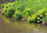 Caltha silvestris