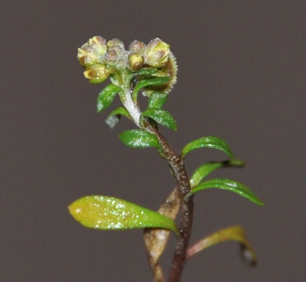 Image of Clypeola jonthlaspi specimen.