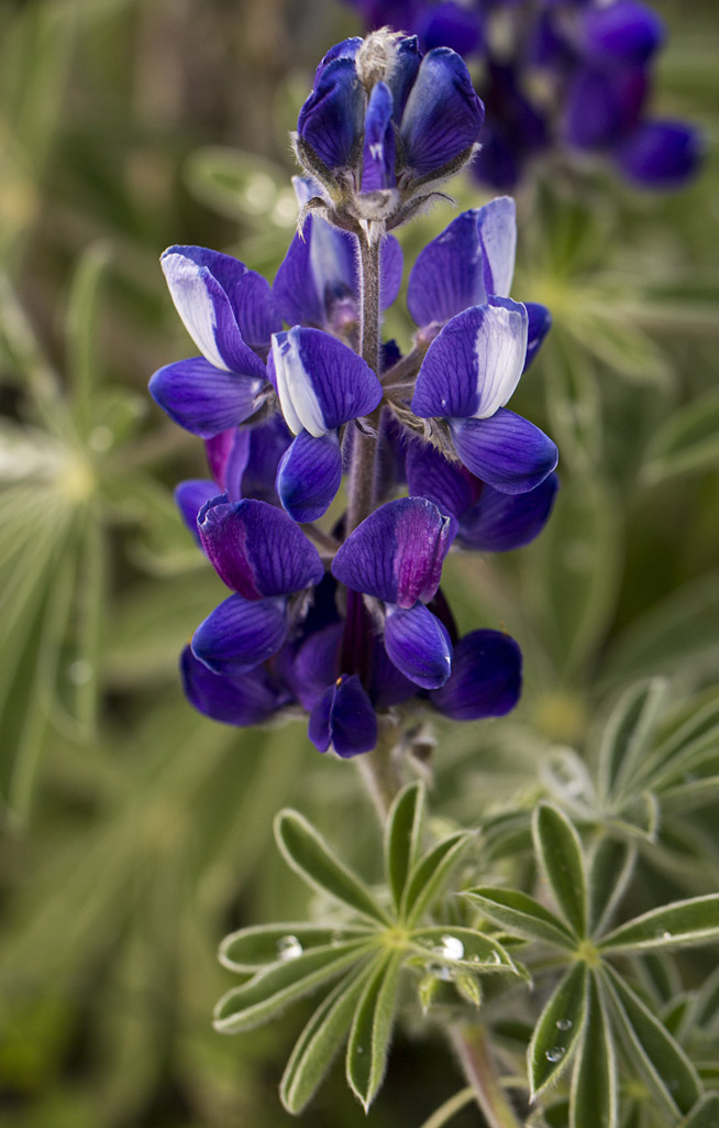 Изображение особи Lupinus pilosus.