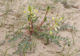 Astragalus flexus