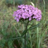 Achillea millefolium. Верхушка цветущего растения. Свердловская обл., г. Екатеринбург, окр. пос. Шабровский, берёзовый лес. 15.08.2015.