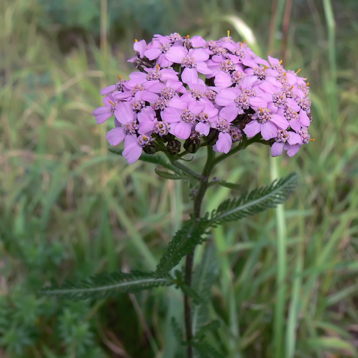 Изображение особи Achillea millefolium.