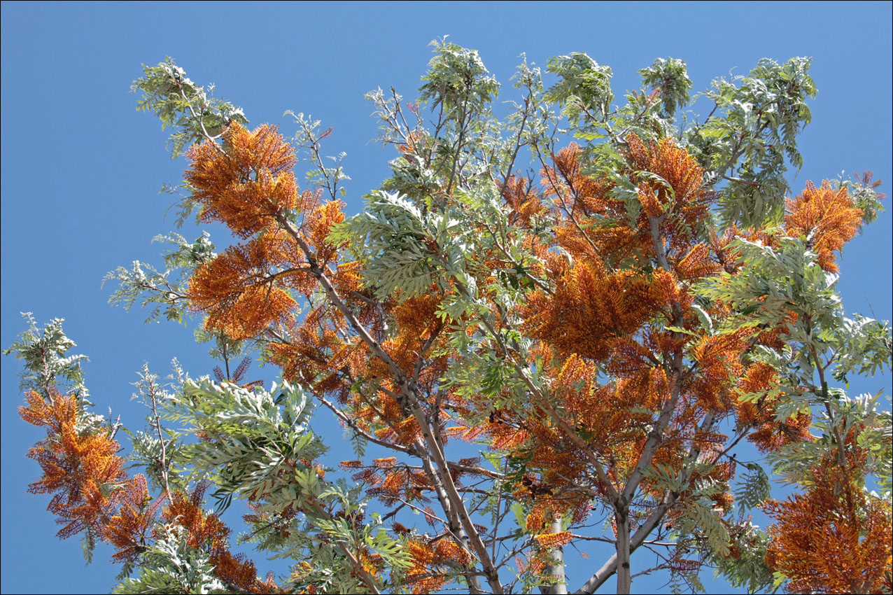 Изображение особи Grevillea robusta.