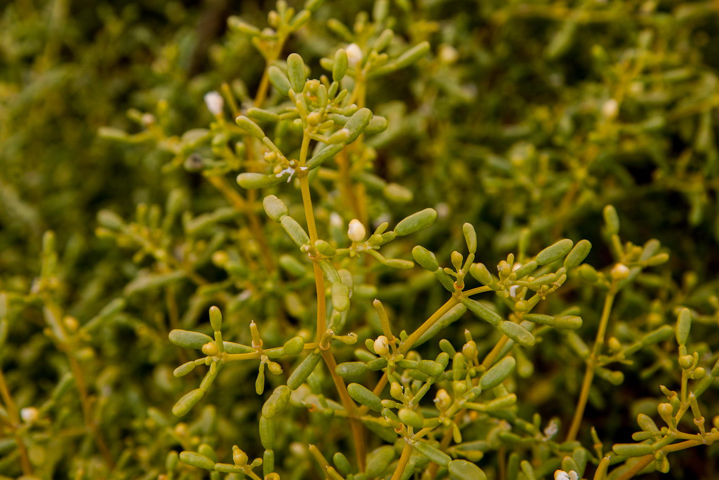 Image of Tetraena qatarensis specimen.