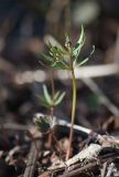 Ranunculus подвид vytegrensis