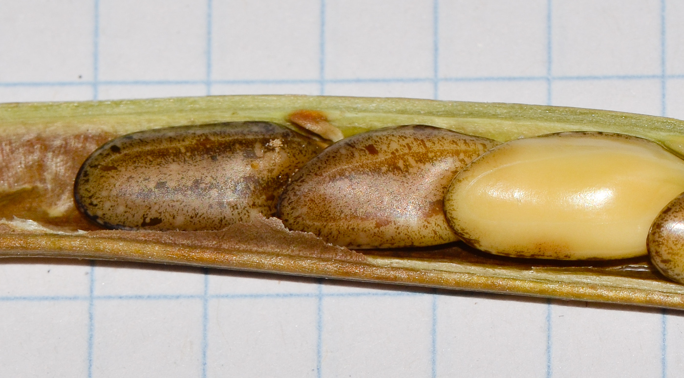 Image of Calliandra tergemina var. emarginata specimen.