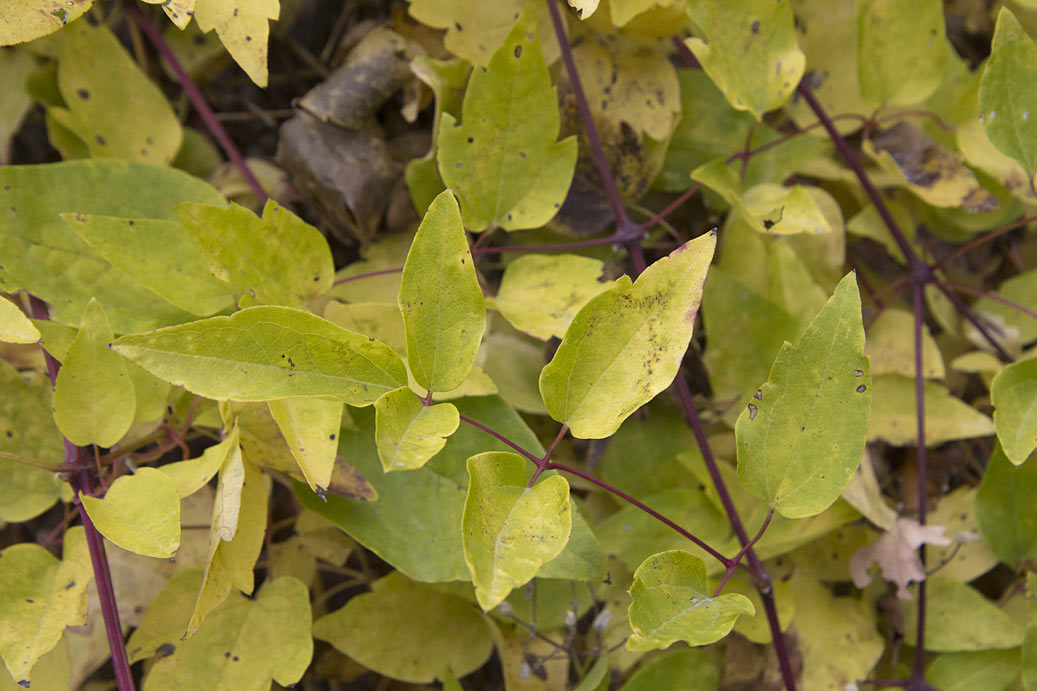 Image of Clematis vitalba specimen.