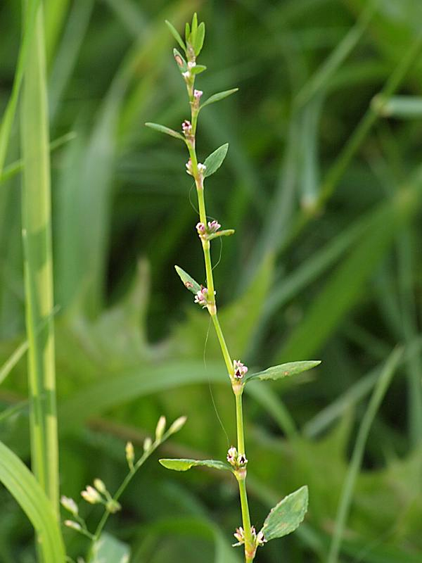 Изображение особи Polygonum aviculare.