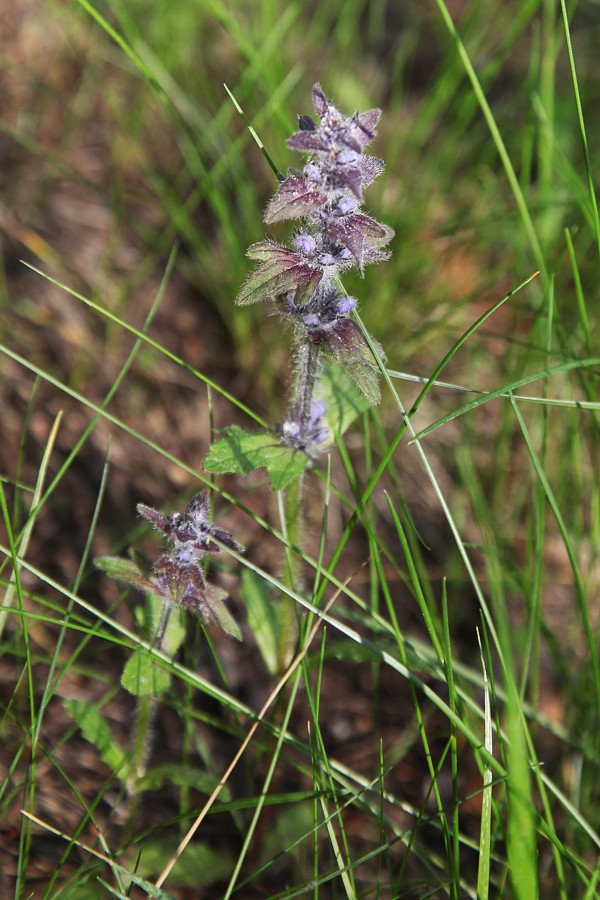 Изображение особи Ajuga genevensis.