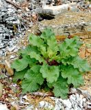 Verbascum spectabile