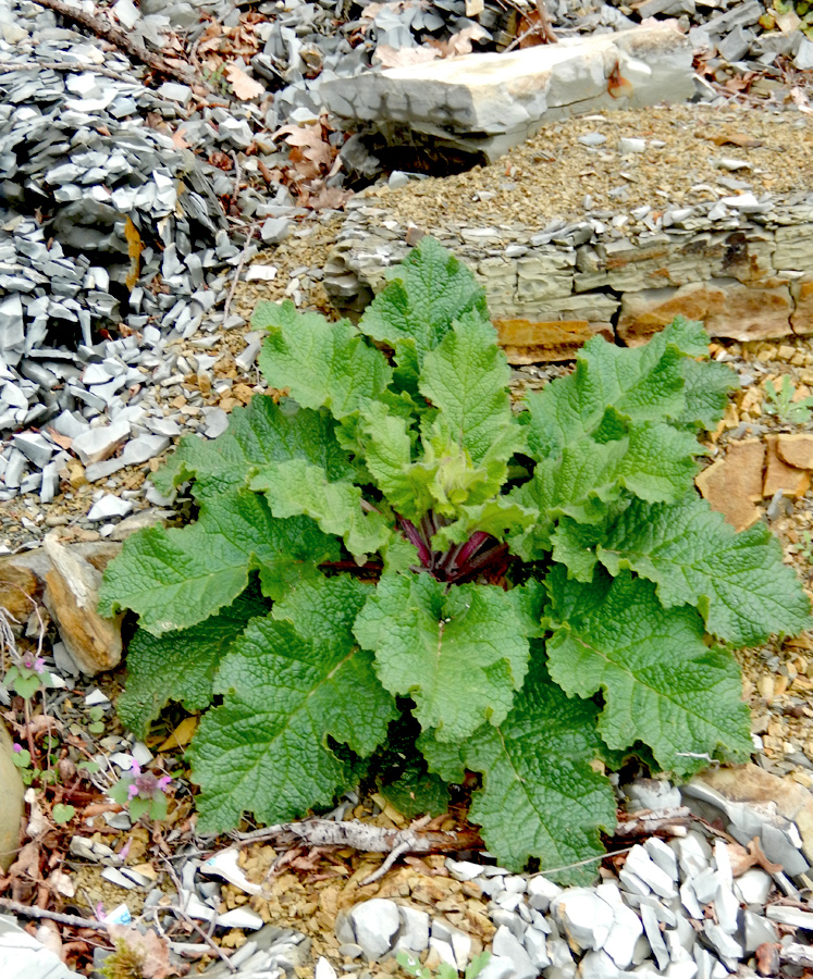 Image of Verbascum spectabile specimen.