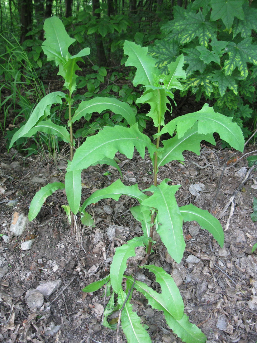 Изображение особи Lactuca serriola.