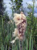 Typha latifolia