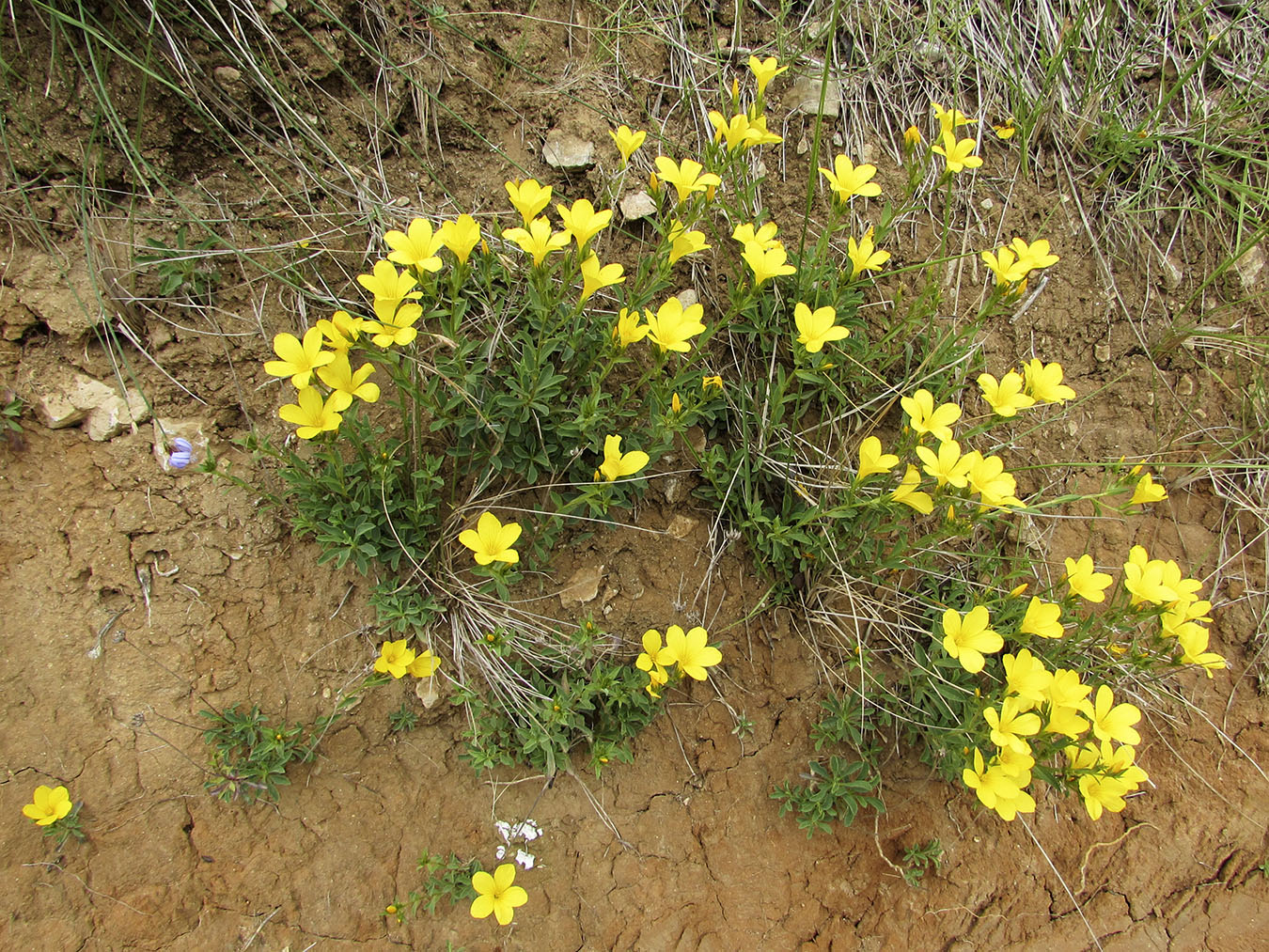 Image of Linum campanulatum specimen.