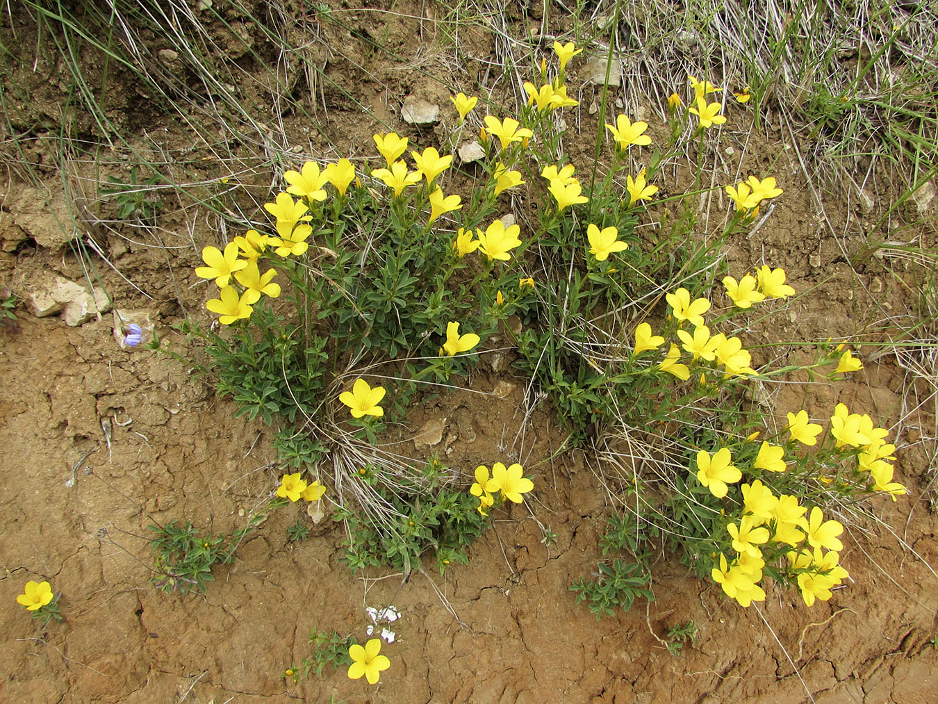 Изображение особи Linum campanulatum.