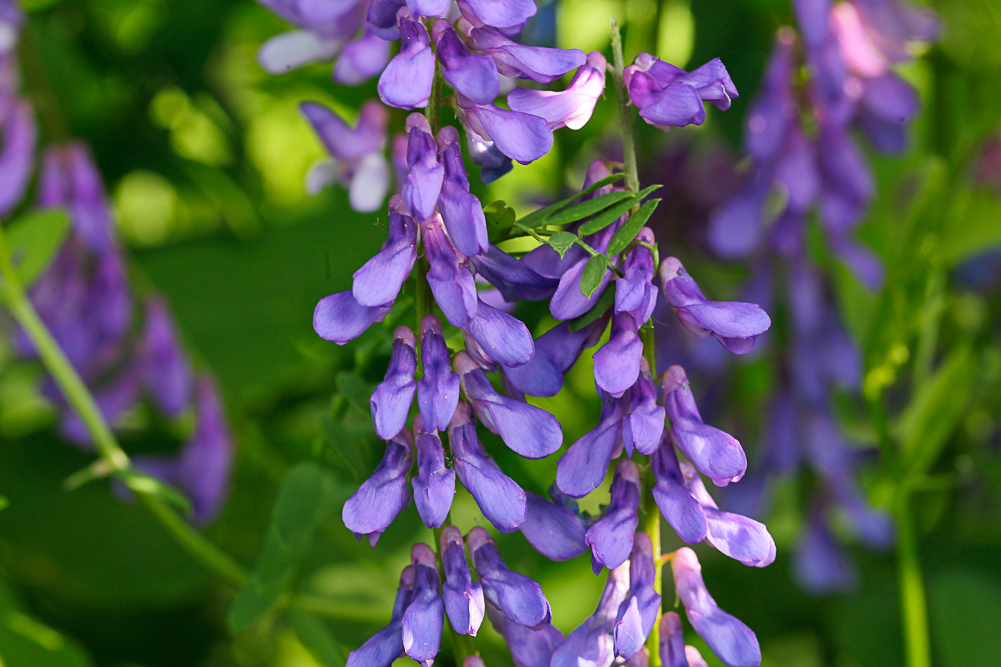 Изображение особи Vicia cracca.