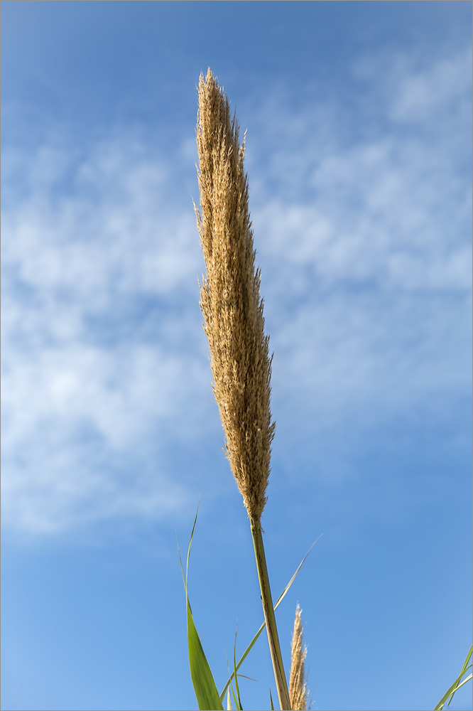 Изображение особи Arundo donax.