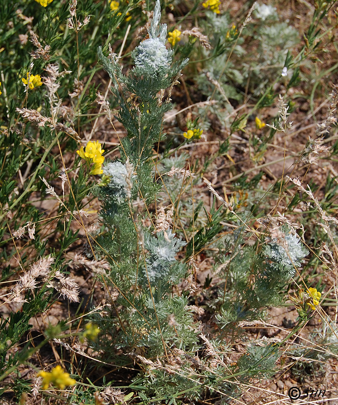 Image of Artemisia austriaca specimen.