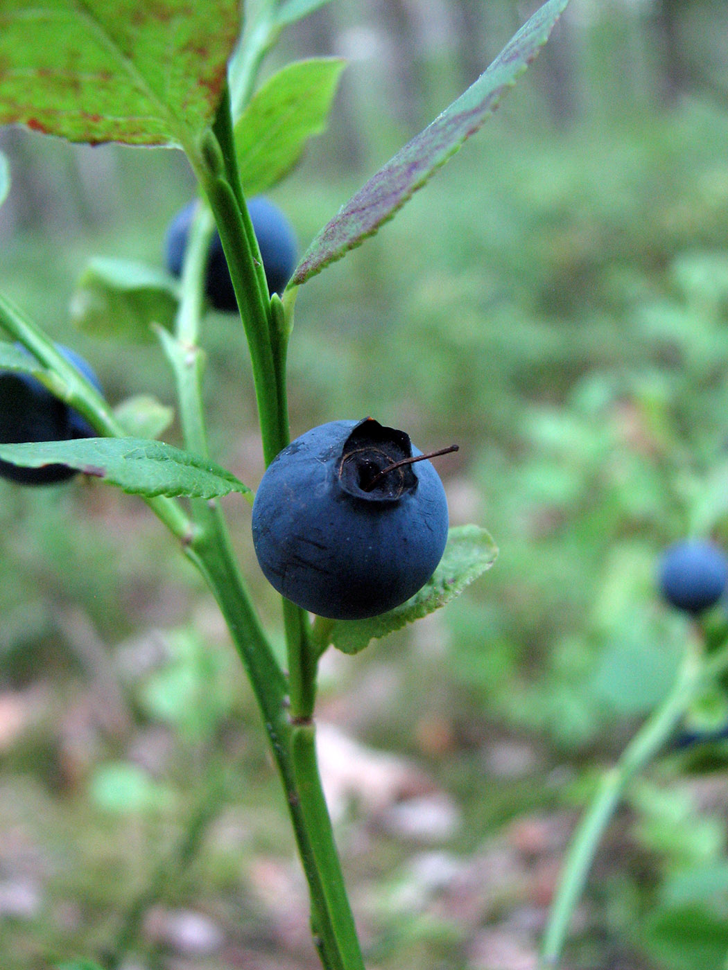 Изображение особи Vaccinium myrtillus.