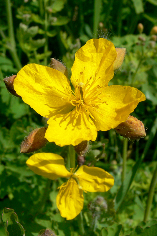 Изображение особи Chelidonium majus.