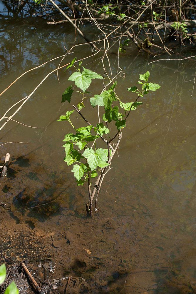 Image of Ribes nigrum specimen.