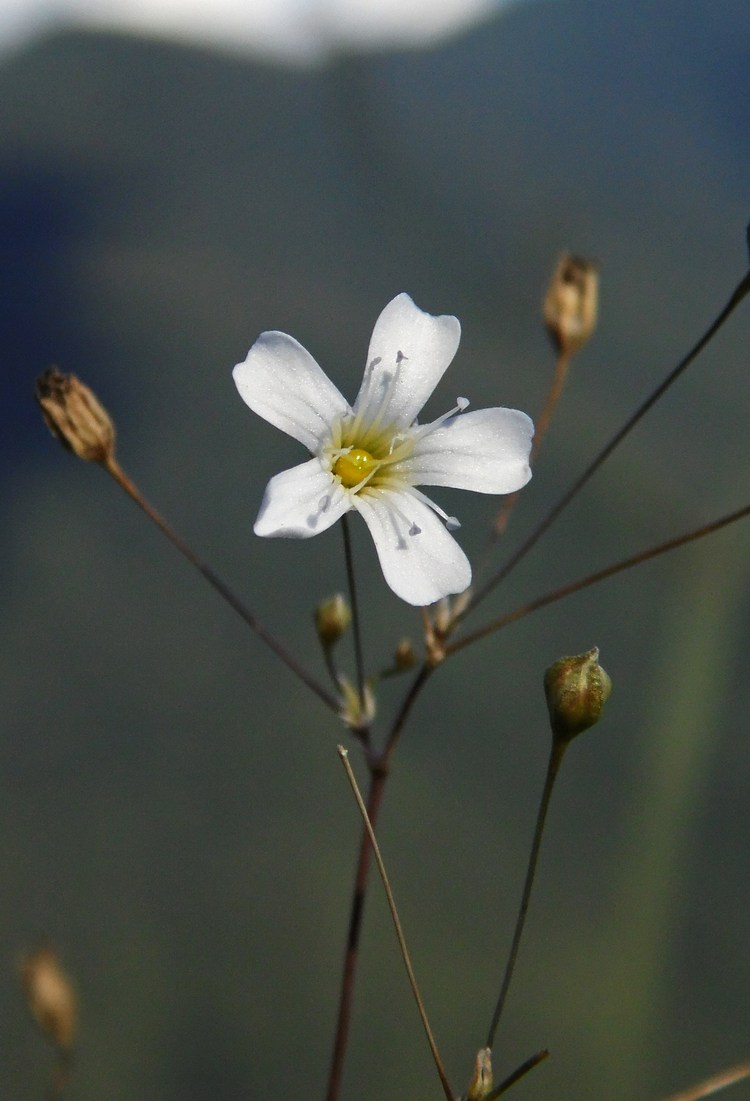 Image of Gypsophila elegans specimen.