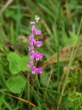 Spiranthes australis. Соцветие. Приморье, окр. г. Находка, на лесной поляне. 06.08.2016.