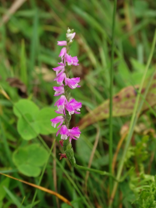 Изображение особи Spiranthes australis.