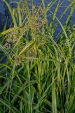 Scirpus sylvaticus